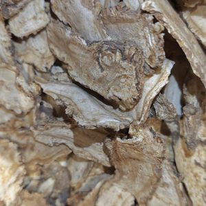 Dong Quai Root (Angelica Root)