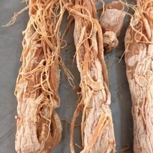 Red Ginseng Root