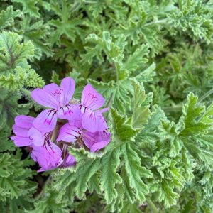 Rose Geranium Fragrance Oil
